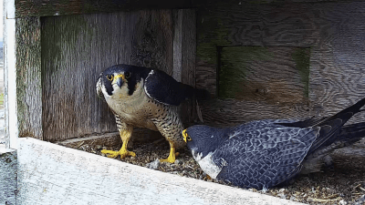 Peregrine Falcons | Des faucons pèlerins
