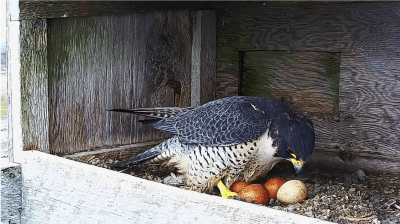 Peregrine Falcons | Des faucons pèlerins
