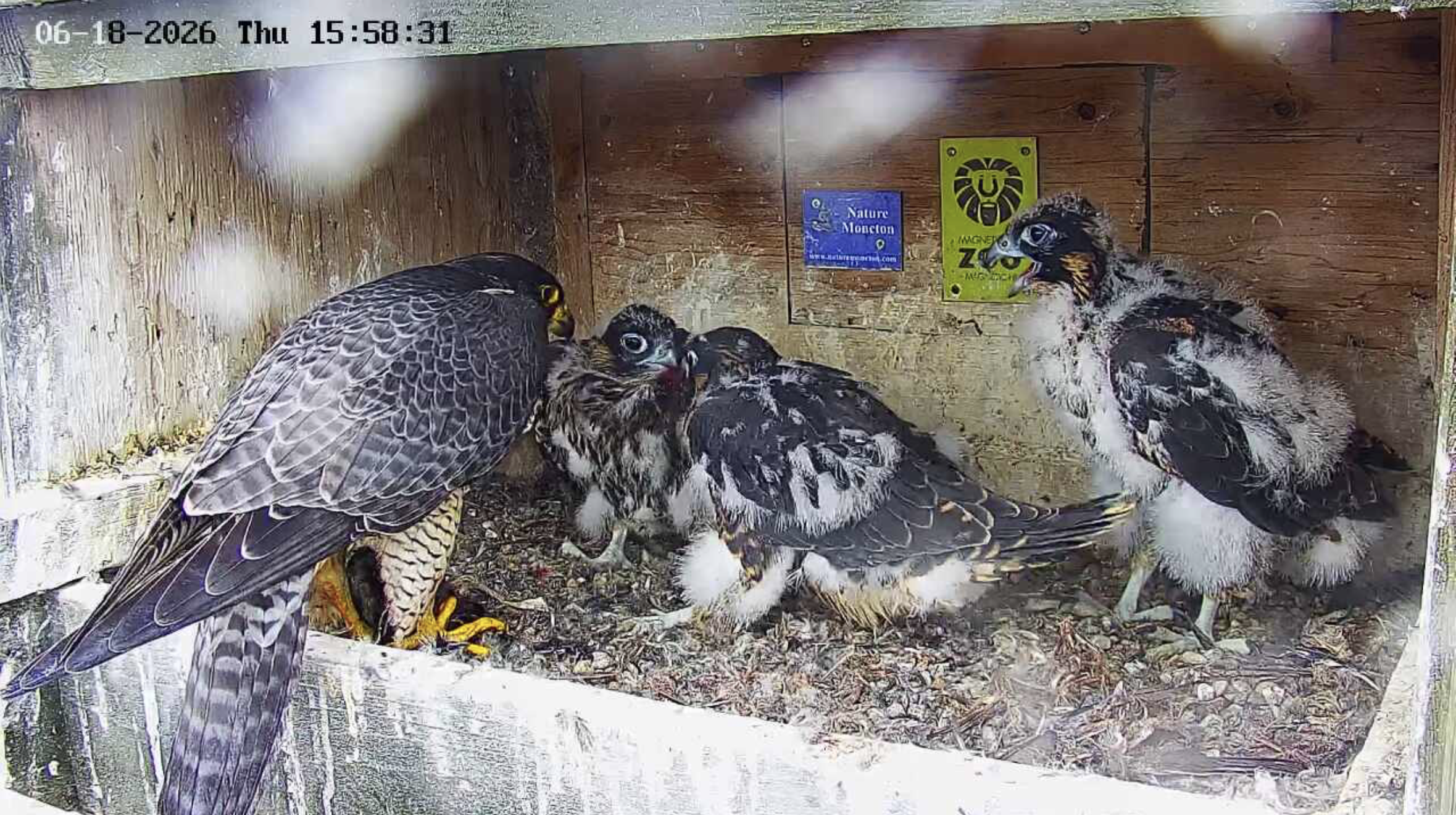 Peregrine Falcon Nest Cam | Magnetic Hill Zoo