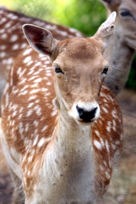 Zoo de Magnetic Hill Zoo