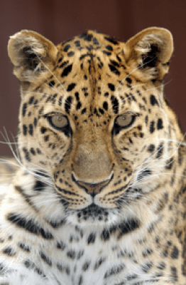 Les Amis du Zoo
