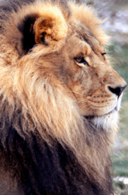 Conservation