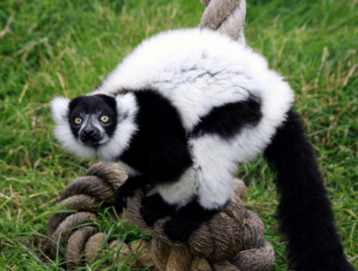 Animaux habitant en Afrique