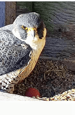 Female Peregrine Falcon with 1 egg | Un faucon pèlerin femelle avec un oeuf