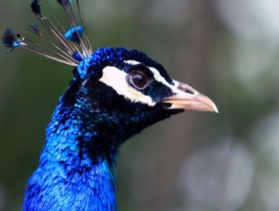 “Year of ____” conservation campaign
