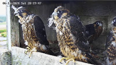 Peregine falcons | Faucons pèlerins|