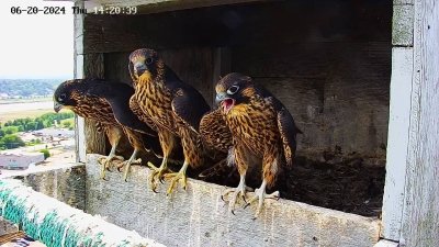 Peregine falcons | Faucons pèlerins