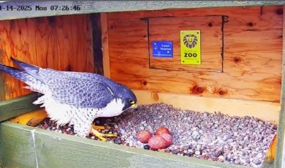 Female Peregrine Falcon | Un faucon pèlerin femelle