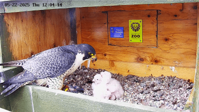 Peregrine Falcons | Des faucons pèlerins