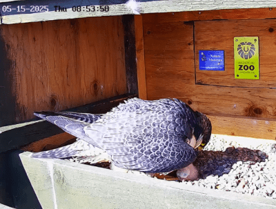 Female Peregrine Falcon | Un faucon pèlerin femelle