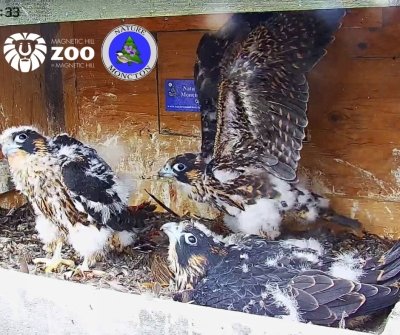 Peregrine Falcons | Des faucons pèlerins