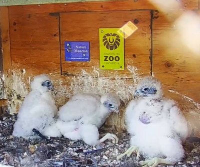 Peregrine Falcons | Des faucons pèlerins