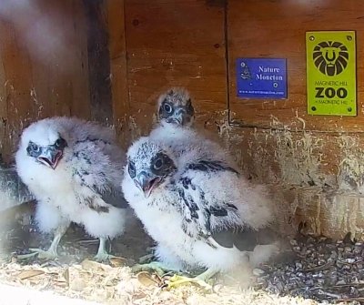 Peregrine Falcons | Des faucons pèlerins