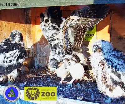 Peregrine Falcons | Des faucons pèlerins