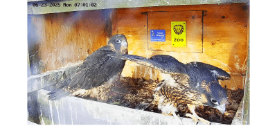 Peregrine Falcons | Des faucons pèlerins