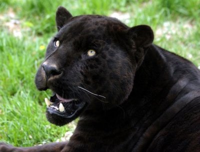 Animals living in the Americas section