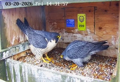 Peregrine Falcons | les faucons pèlerin