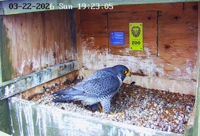 Male Peregrine Falcon | Un faucon pèlerin mâle