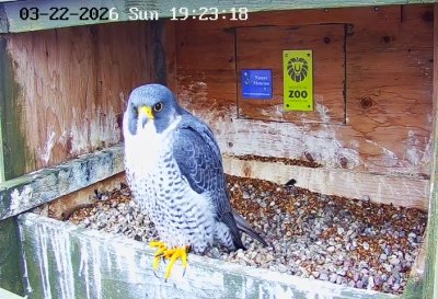 Female Peregrine Falcon | Un faucon pèlerin femelle