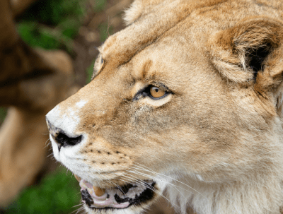 La campagne de conservation « L’Année de ____ »