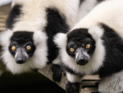 Zoo de Magnetic Hill Zoo