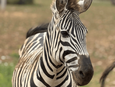 Animals living in the African section