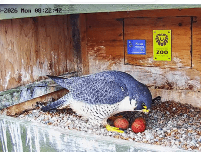 Peregrine Falcons | les faucons pèlerin