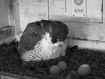 Peregrine Falcons | les faucons pèlerin