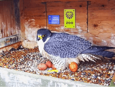 Peregrine Falcons | les faucons pèlerin