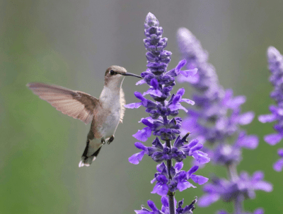 EcoFest event/fundraiser