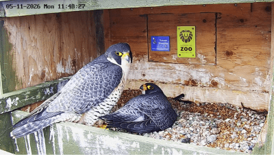 Peregrine Falcons | les faucons pèlerin