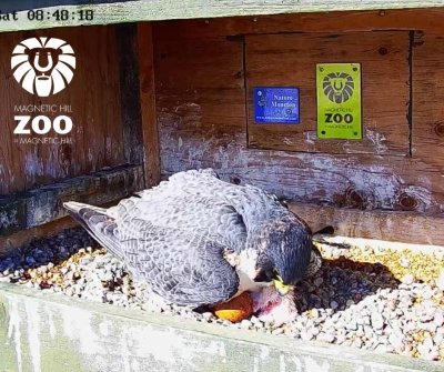 Peregrine Falcons | les faucons pèlerin