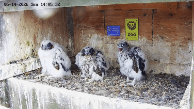 Peregrine Falcons | les faucons pèlerin