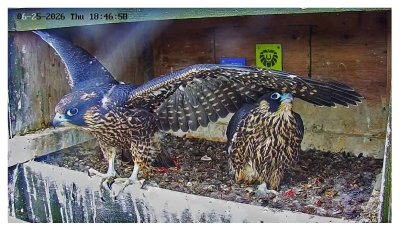 Peregrine Falcons | les faucons pèlerin