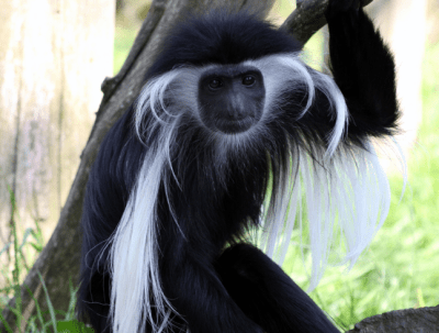 Animals living in the African section