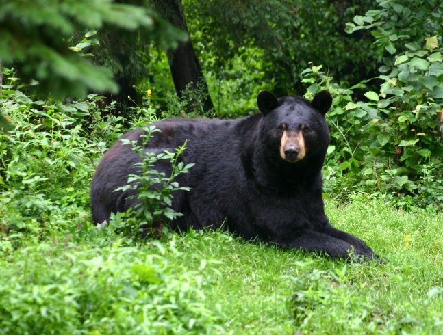 L’année des animaux des bois