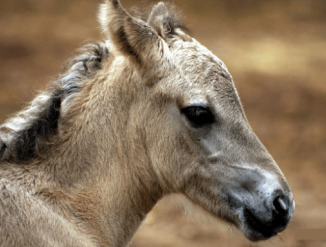 Plus d'animaux de la section de découverte