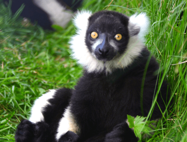 Lémur vari noir et blanc