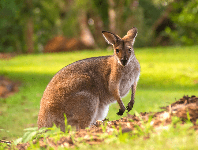 Wallaby à cou rouge