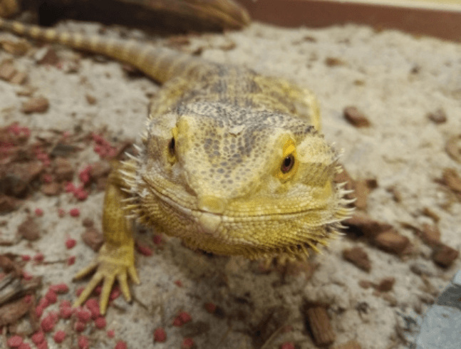 OTHER ANIMALS LIVING IN THE DISCOVERY SECTION