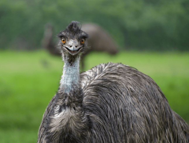 Emu