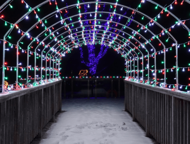 Wild Lights - Year of the Woodland Animals!