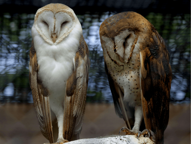 Barn Owl