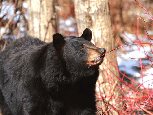 Ours noir