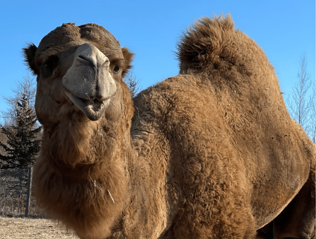 Dromedary camel