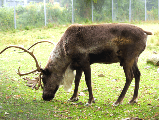 Woodland caribou