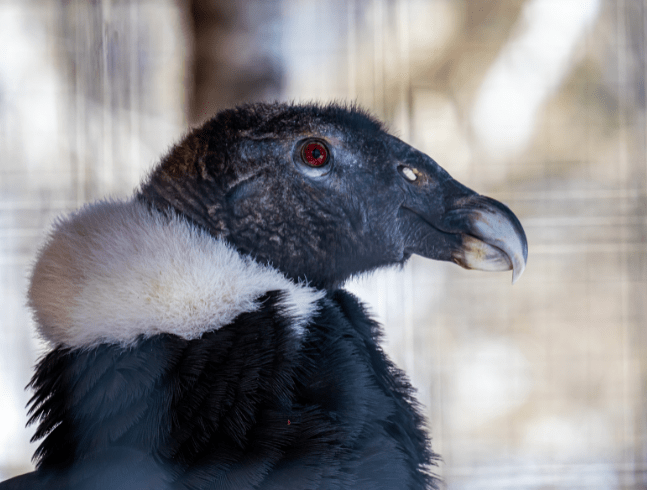 OTHER ANIMALS LIVING IN THE AMERICAS SECTION