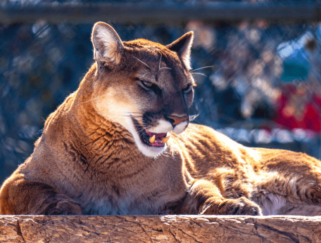 Western cougar