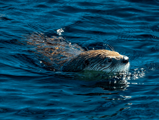 Loutre de rivière