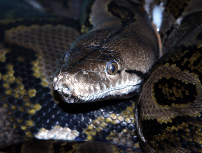 Reticulated Python